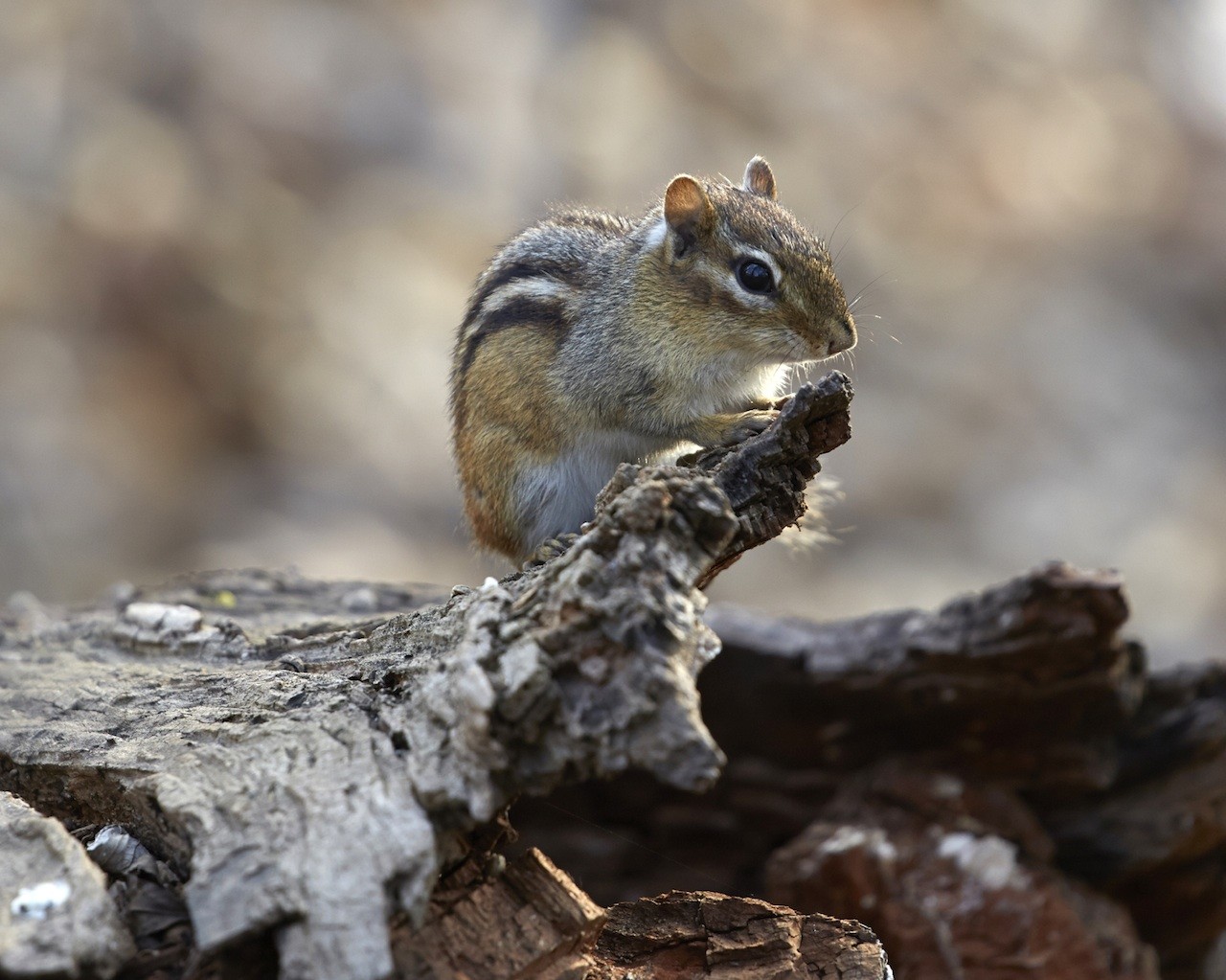 Chipmunk Control And Treatments For The Home Yard And Garden