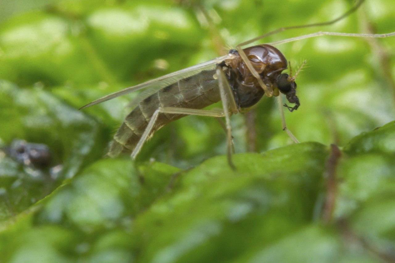 the-best-diy-gnat-trap-to-try-fruit-fly-trap-diy-homemade-gnat-trap