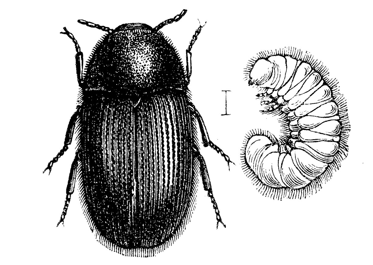 drugstore-beetle-control-and-treatments-for-the-home