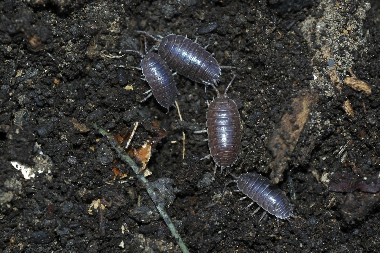 Pillbug Control And Treatments For The Home Yard And Garden