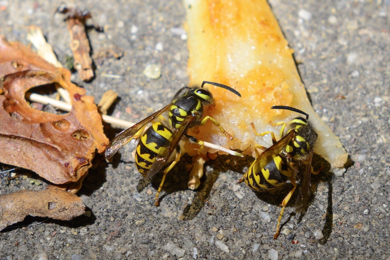 Yellow Jacket Bee Control & Treatments in Atlanta GA ...
