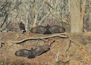 VULTURES ON GROUND