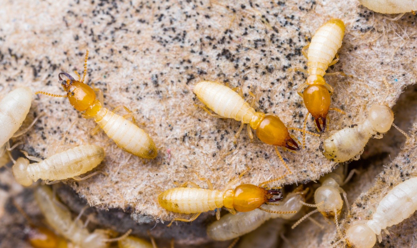 termite termites drywood control kill killer pest dry droppings treatment rid southern chemicals infestation california experts hire brea things ground