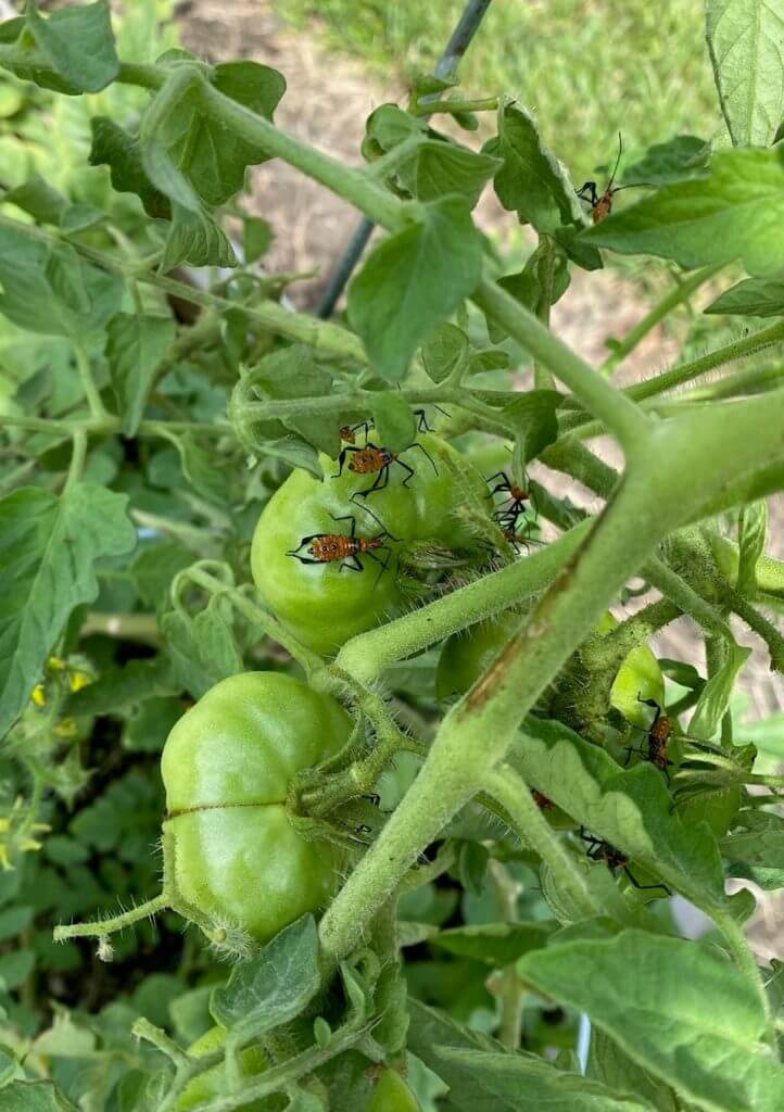 Saffron Bugs Eating My Tomatoes BUGSPRAY