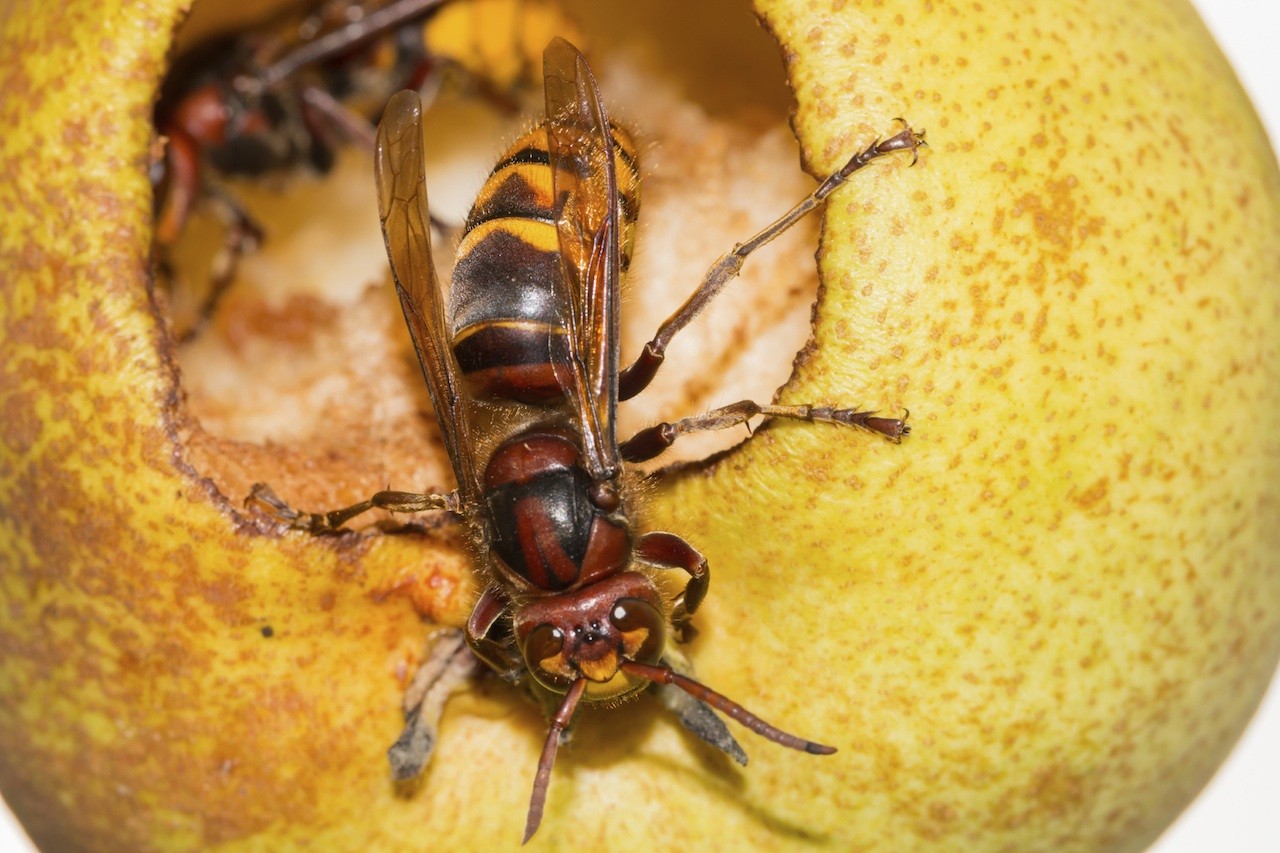 european hornet control and treatments for the home yard and garden