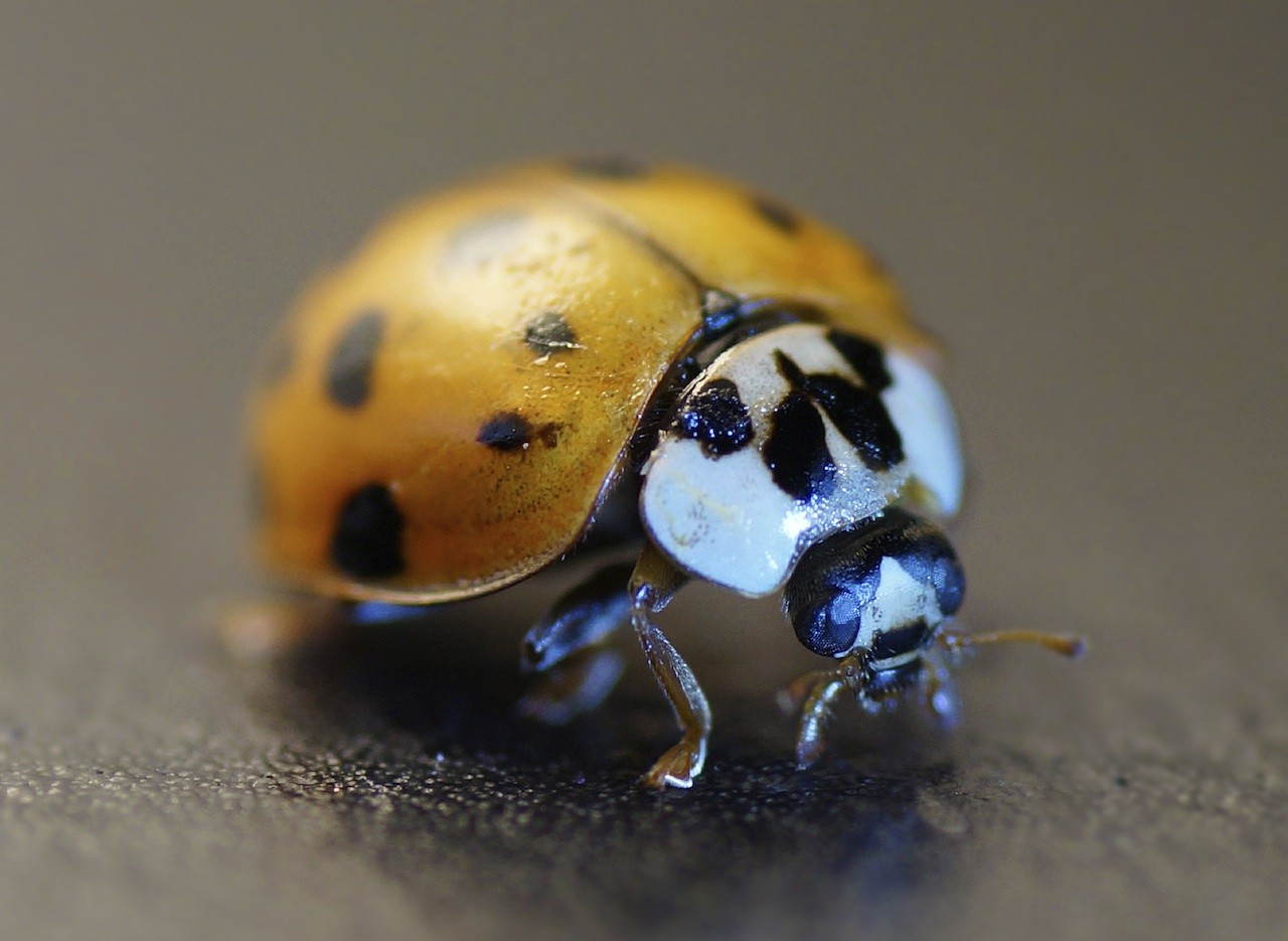 What are some treatments for ladybug infestations?