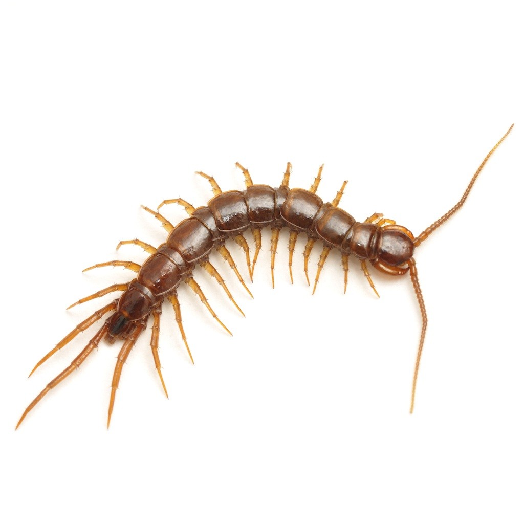 Centipede Control And Treatments For The Home Yard And Garden