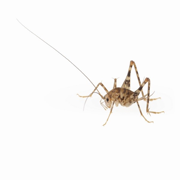 How do you kill house crickets?