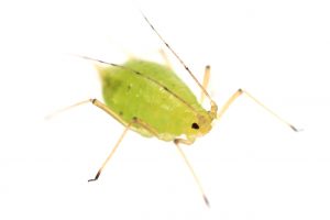 Green Aphid