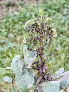 Sooty mold on plant caused by aphids