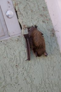 Bat roosting on house siding by window