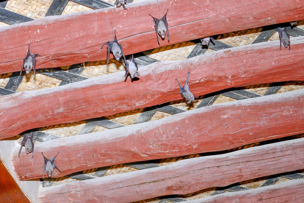 bat control and repellent treatments for the home yard and garden