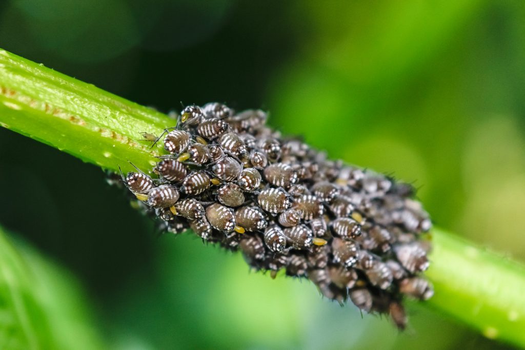 Aphid Control and Treatments for Lawn Garden and Home | BUGSPRAY.COM