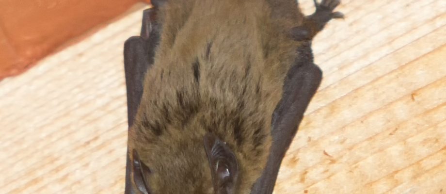 Little brown bat hanging on wooden beam of ceiling