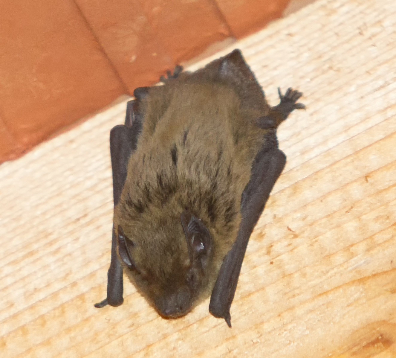 Bat Control And Repellent Treatments For The Home Yard And Garden