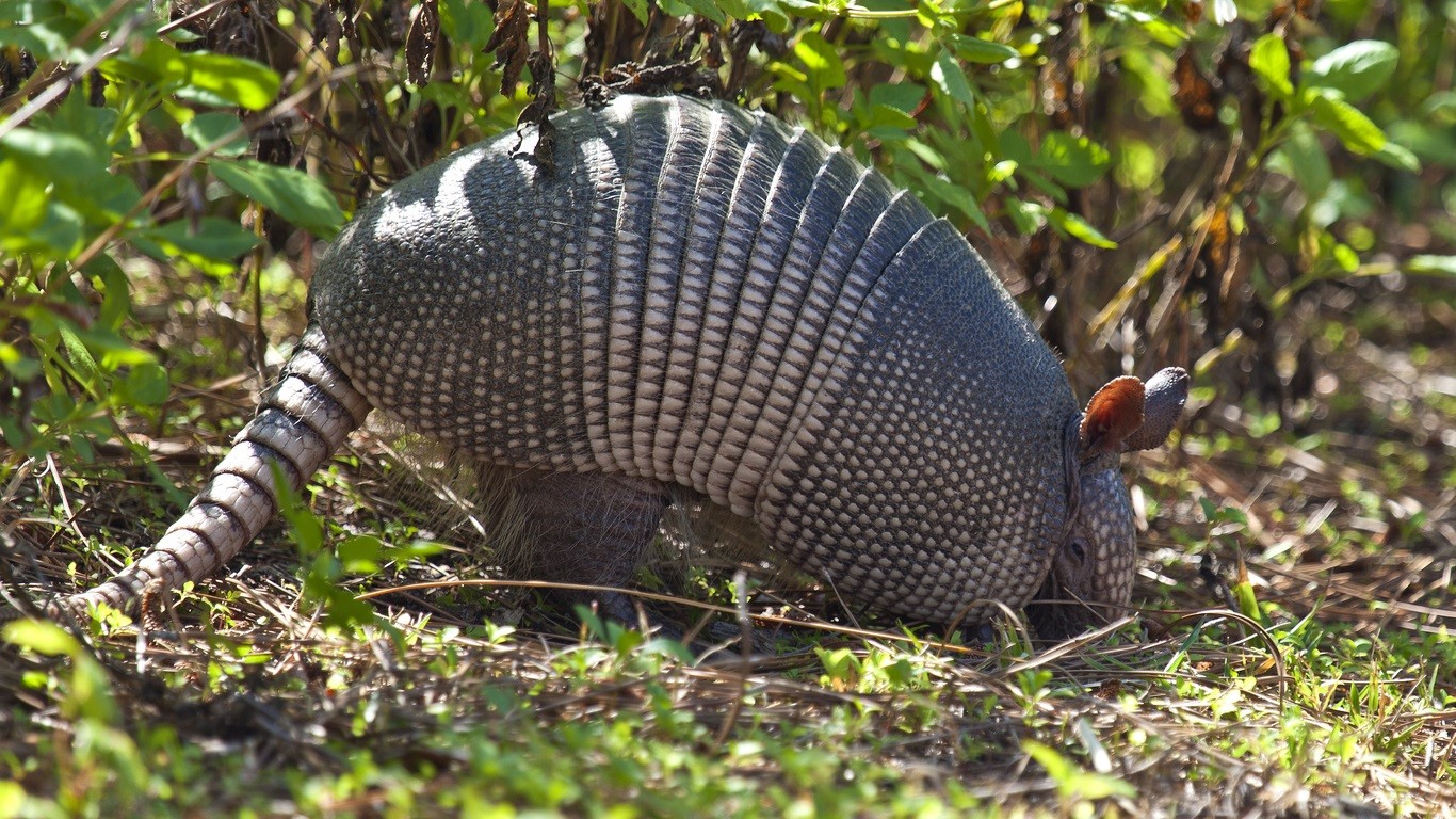 armadillos keep digging