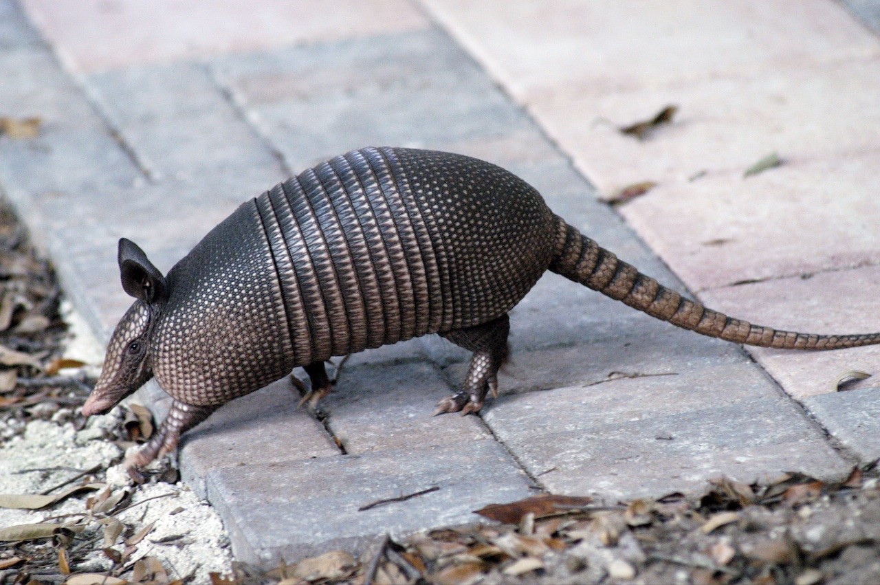 armadillo enemies