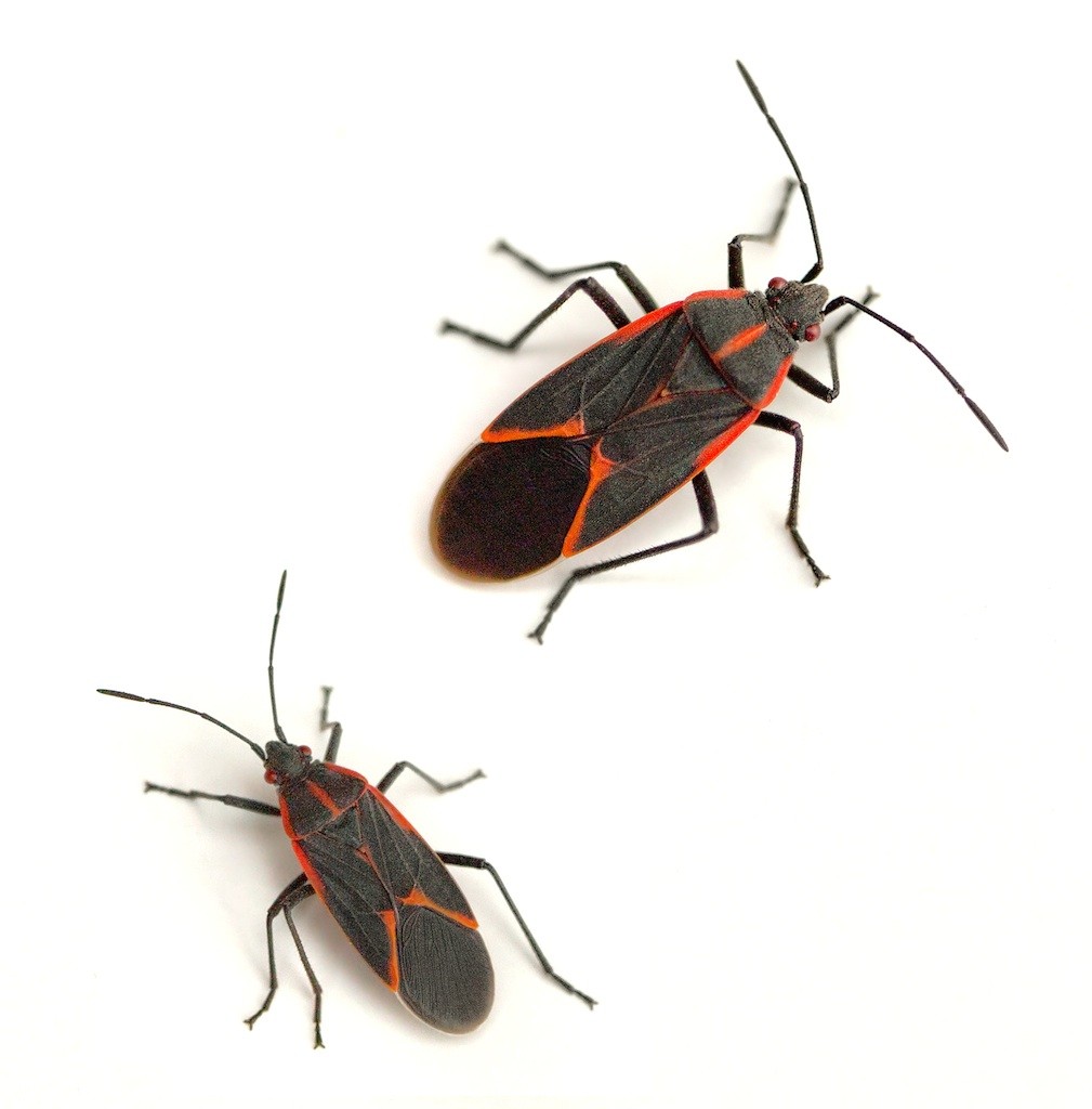 are box elder bugs poisonous to dogs if eaten