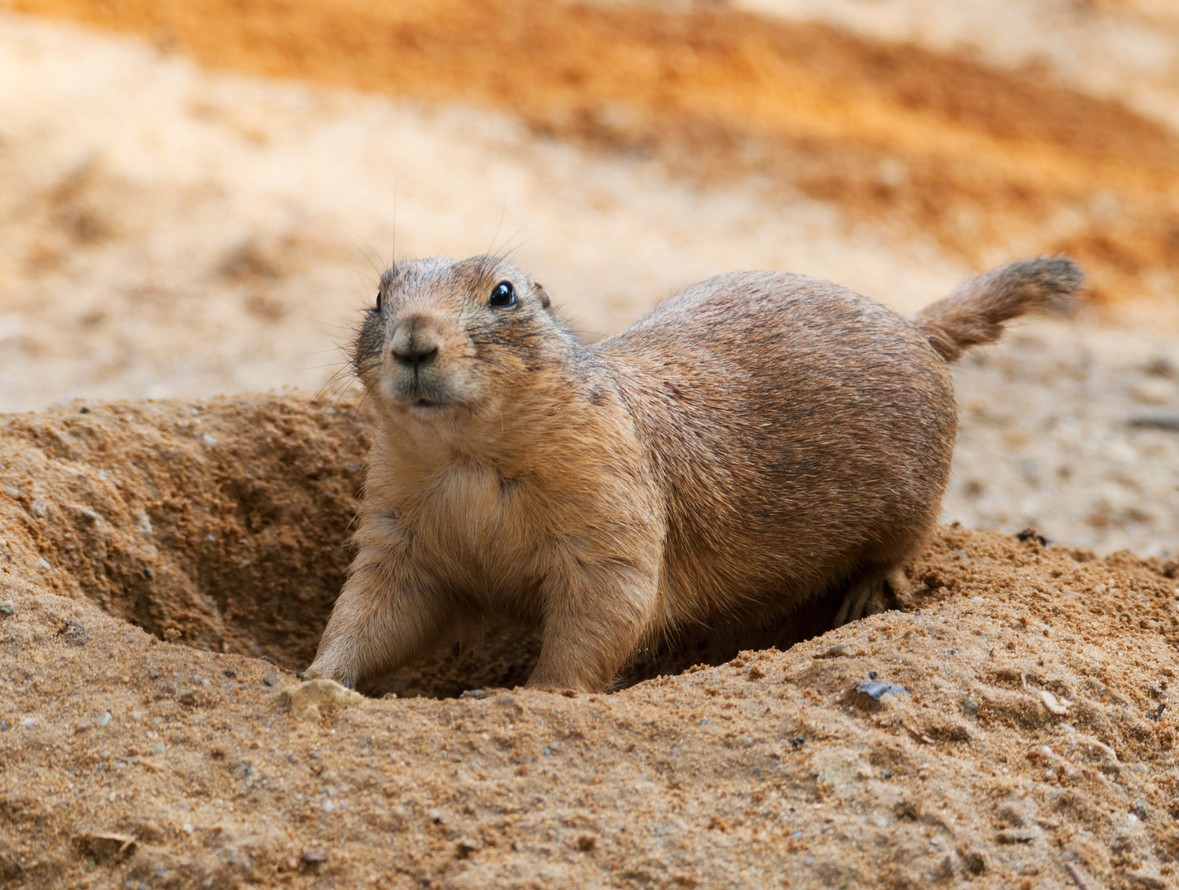 Prairie Dog Tunnel System