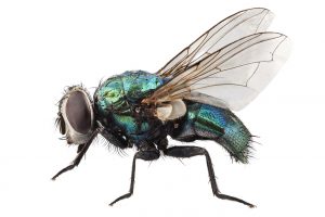 Blow fly species Lucilia caesar