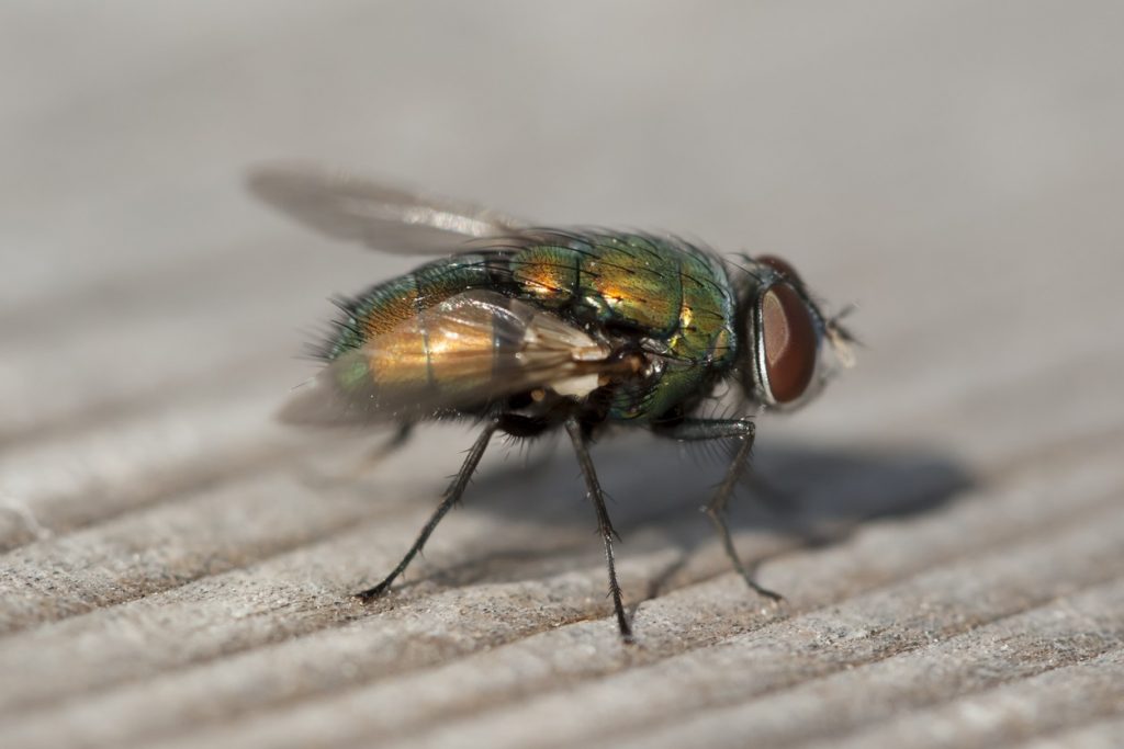 blow fly control and treatments for the home yard and garden