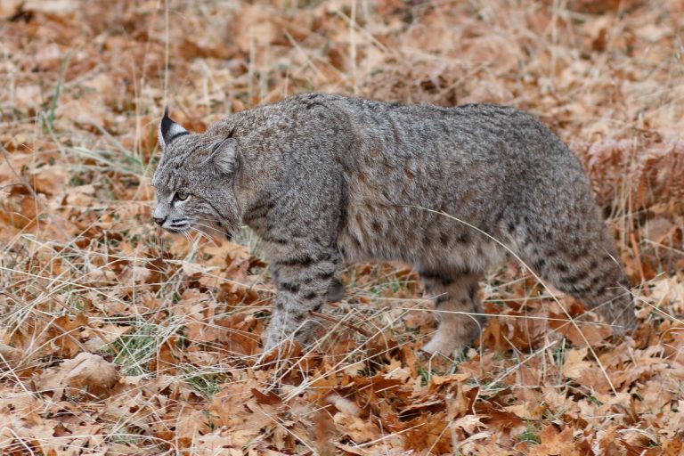 bobcat control using traps lures and deterrents