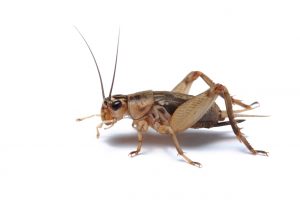 Brown house cricket