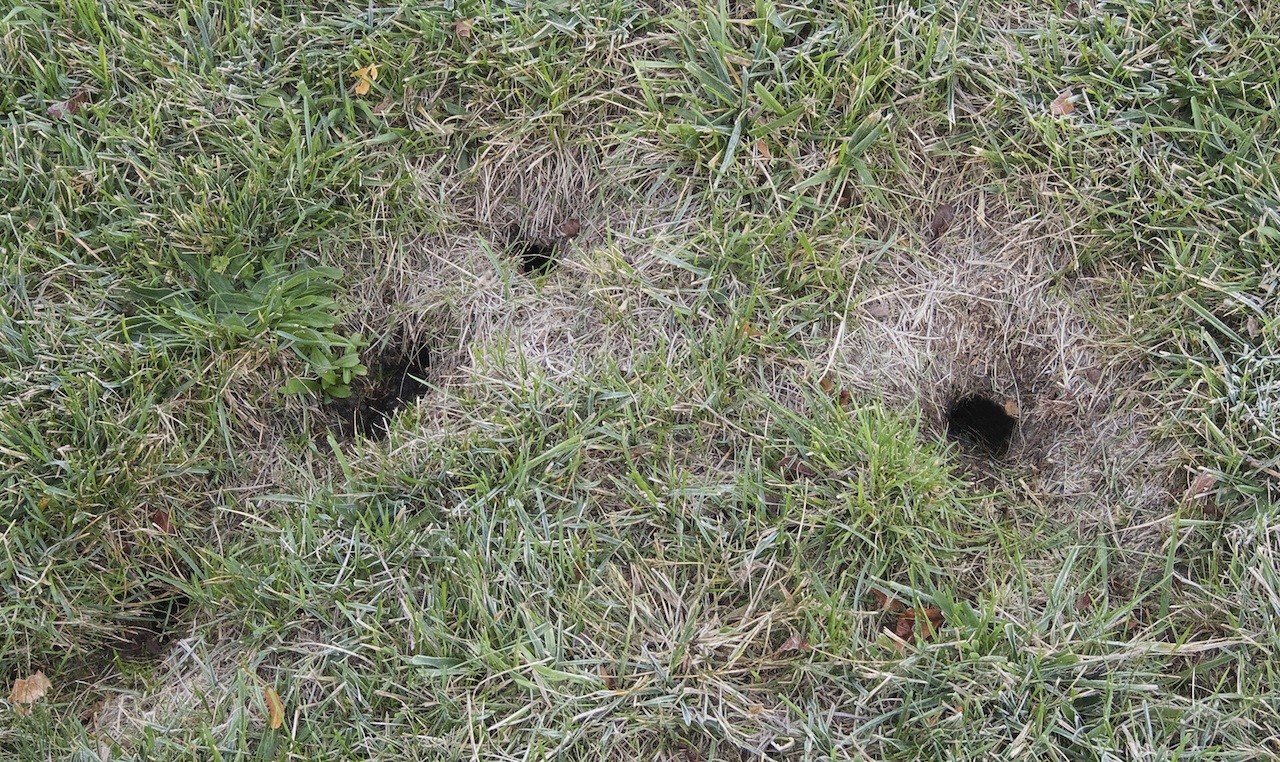 chipmunk burrow