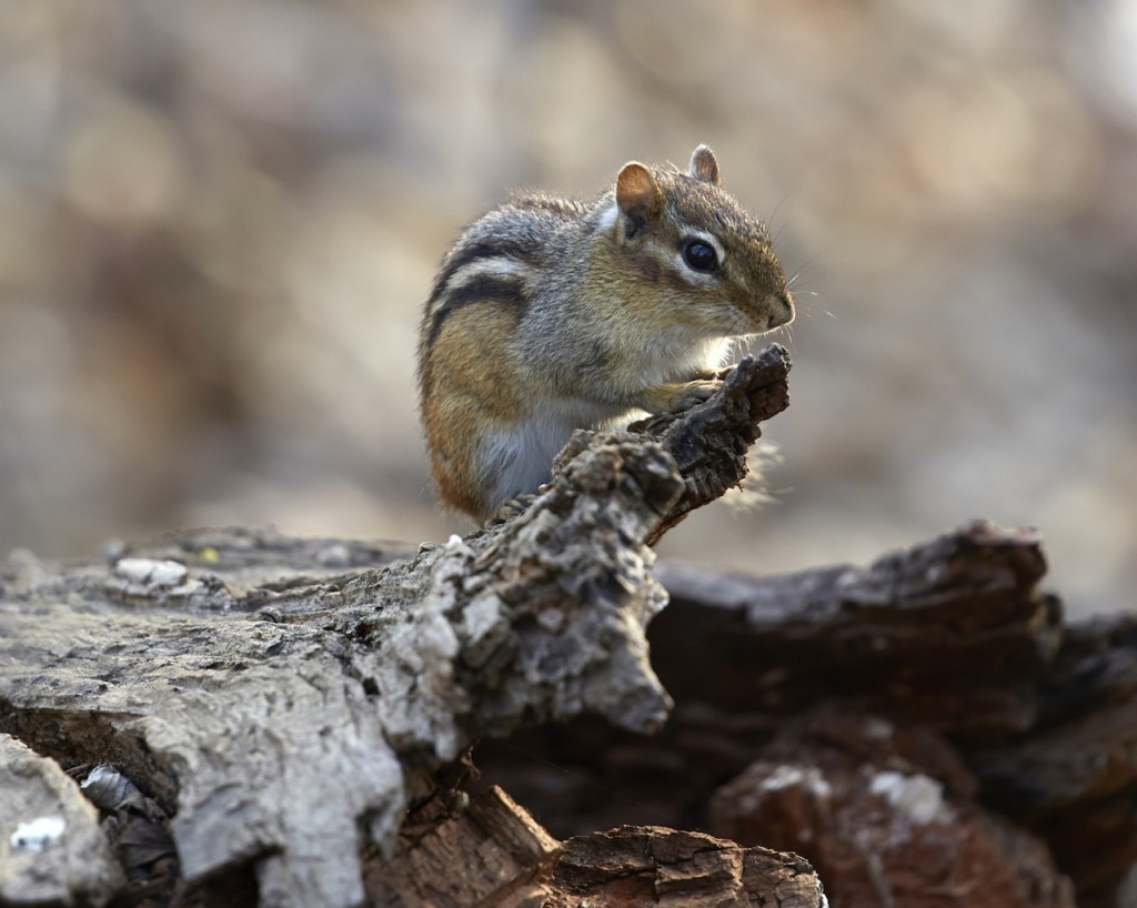 chipmunk control and treatments for the home yard and garden