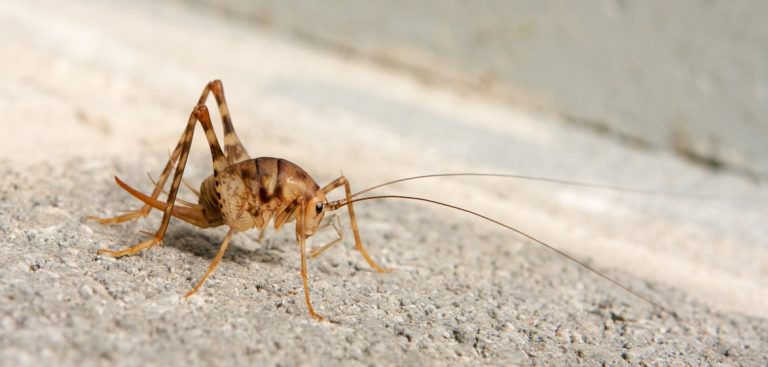 camelback cricket control and treatments for the home yard and garden