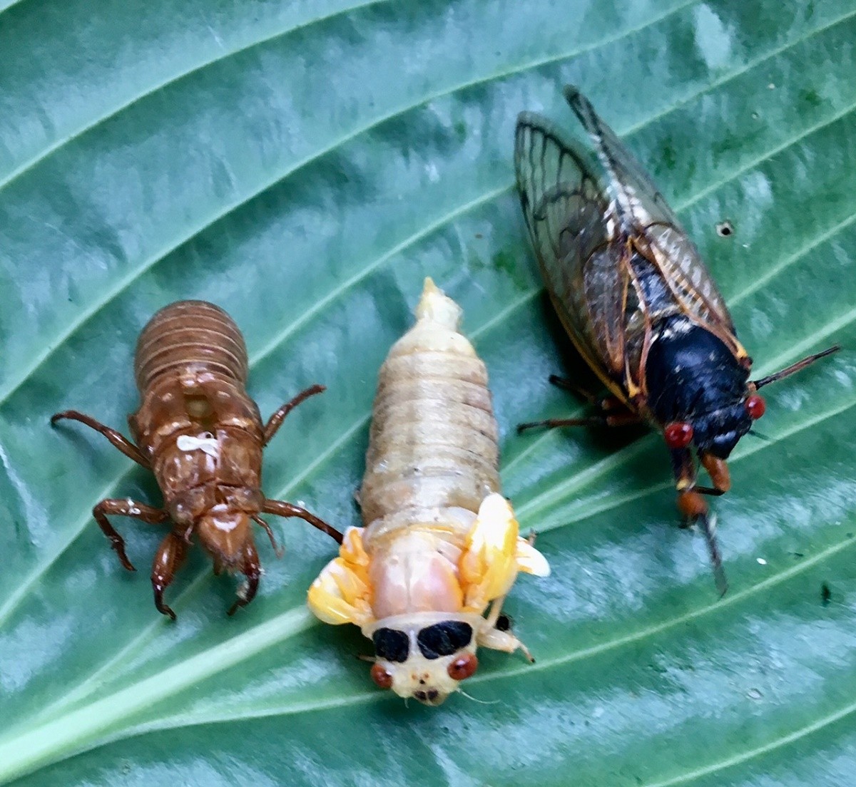 cicada larvae