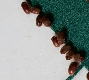 Cigarette Beetles on glue trap