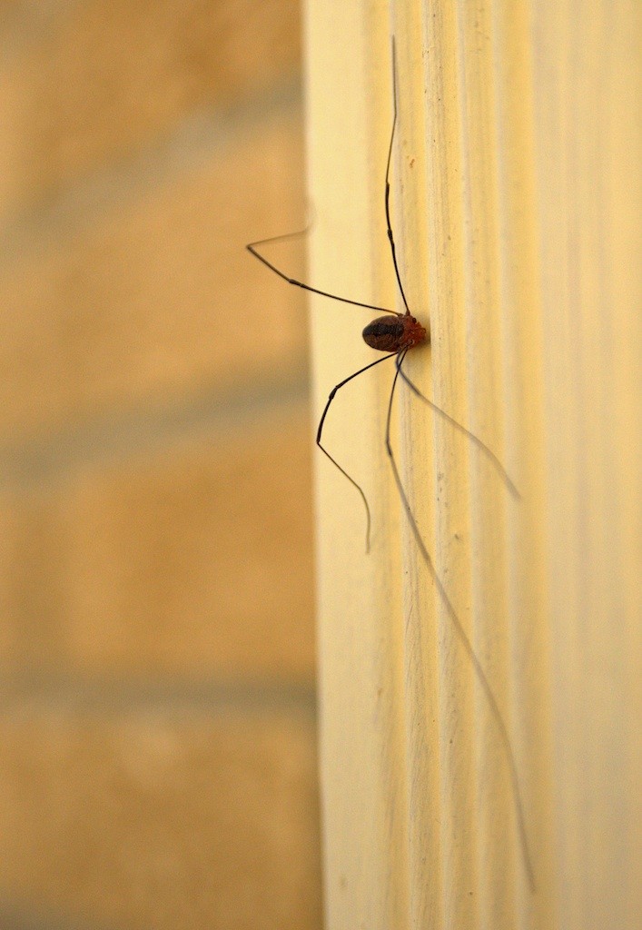 Daddy Long Legs  Magic Pest And Lawn - Austin, TX