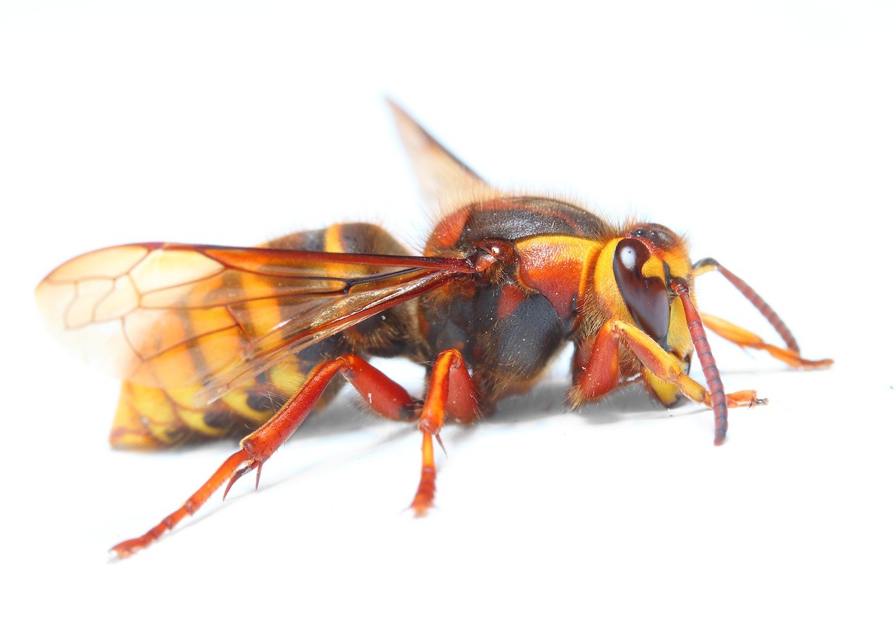 european hornet control and treatments for the home yard and garden