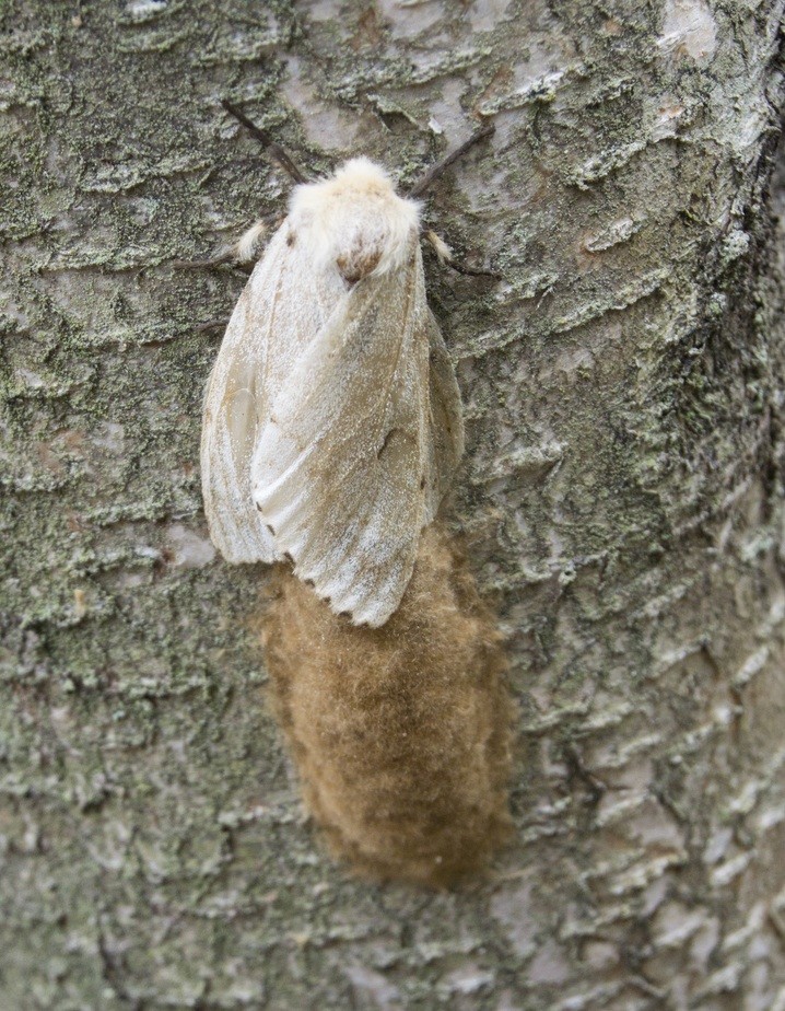 gypsy moth control and treatments for the yard and garden
