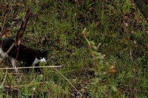 Feral cat stalking in yard