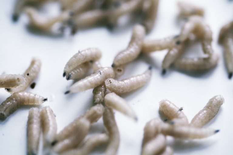 maggot control and treatments for the home yard and garden