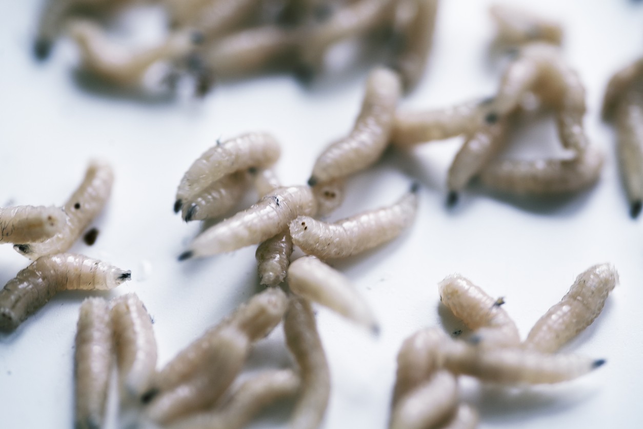 little worms in pool