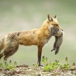 Fox with ground hog kill