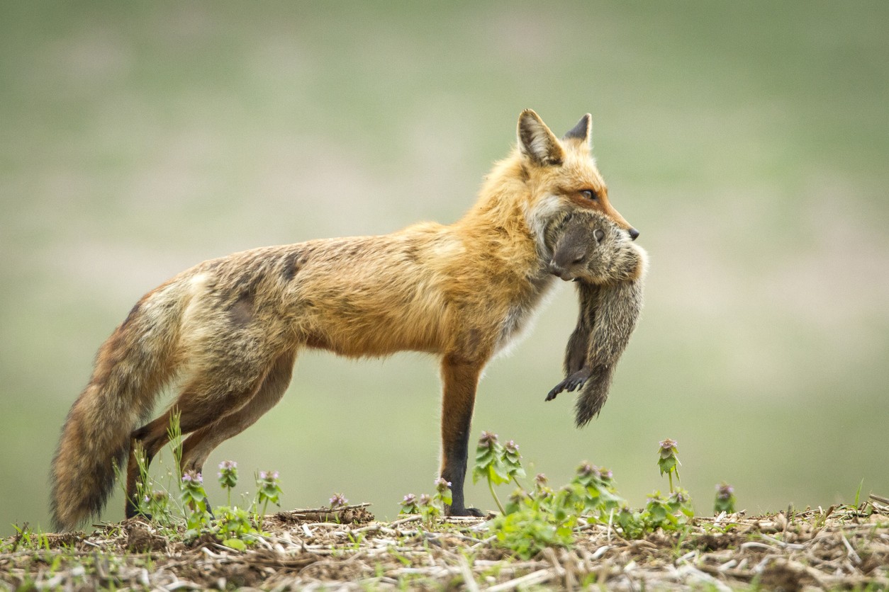 fox control using all kinds of traps and scent