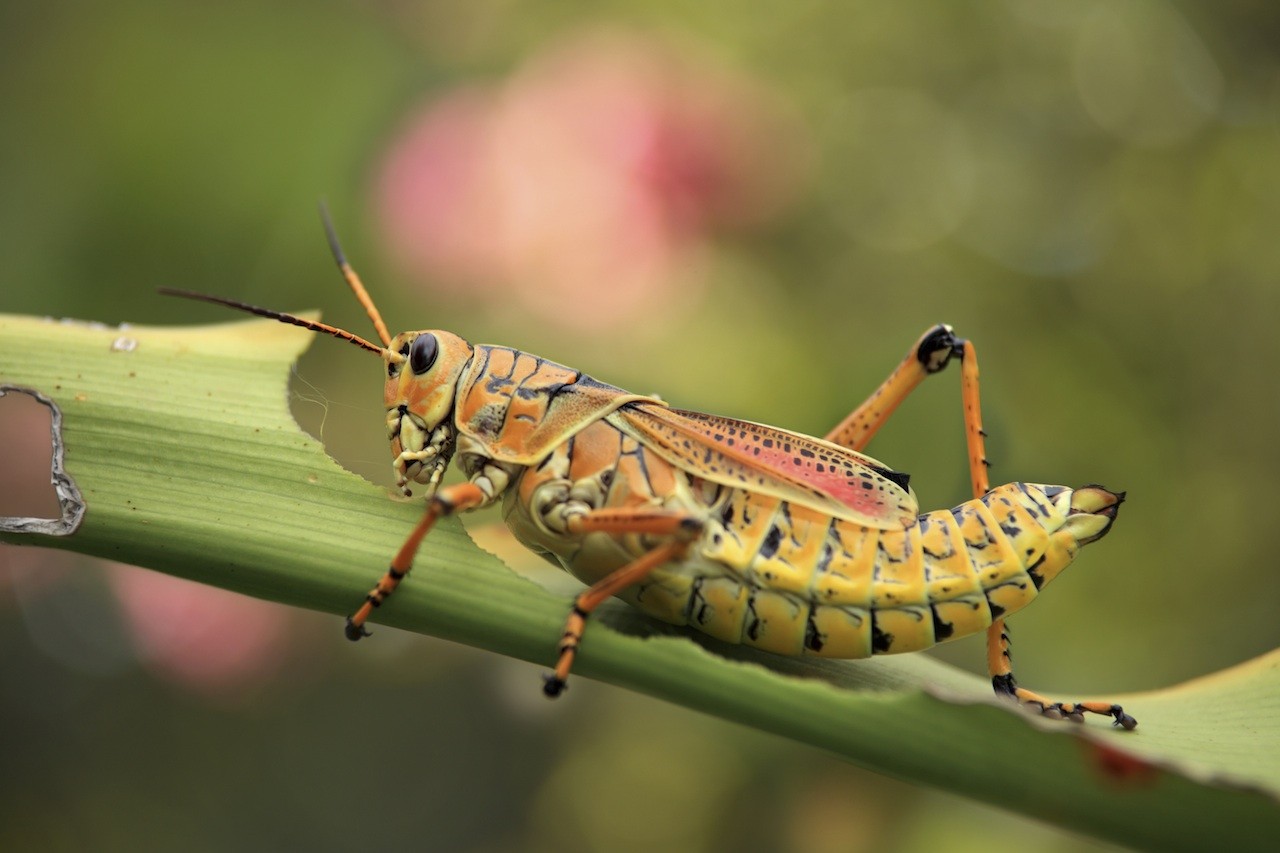 organic grasshopper bait