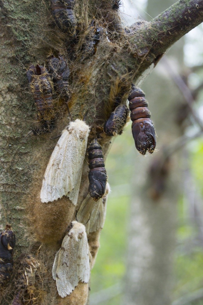 gypsy moth control and treatments for the yard and garden