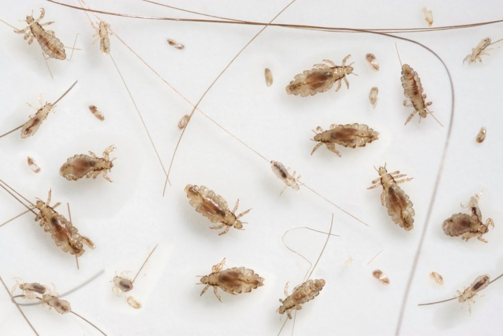 lice control and treatments for the home, clothing and hair