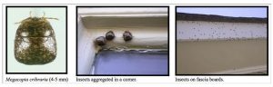 gândacii Kudzu pe pervazul ferestrei