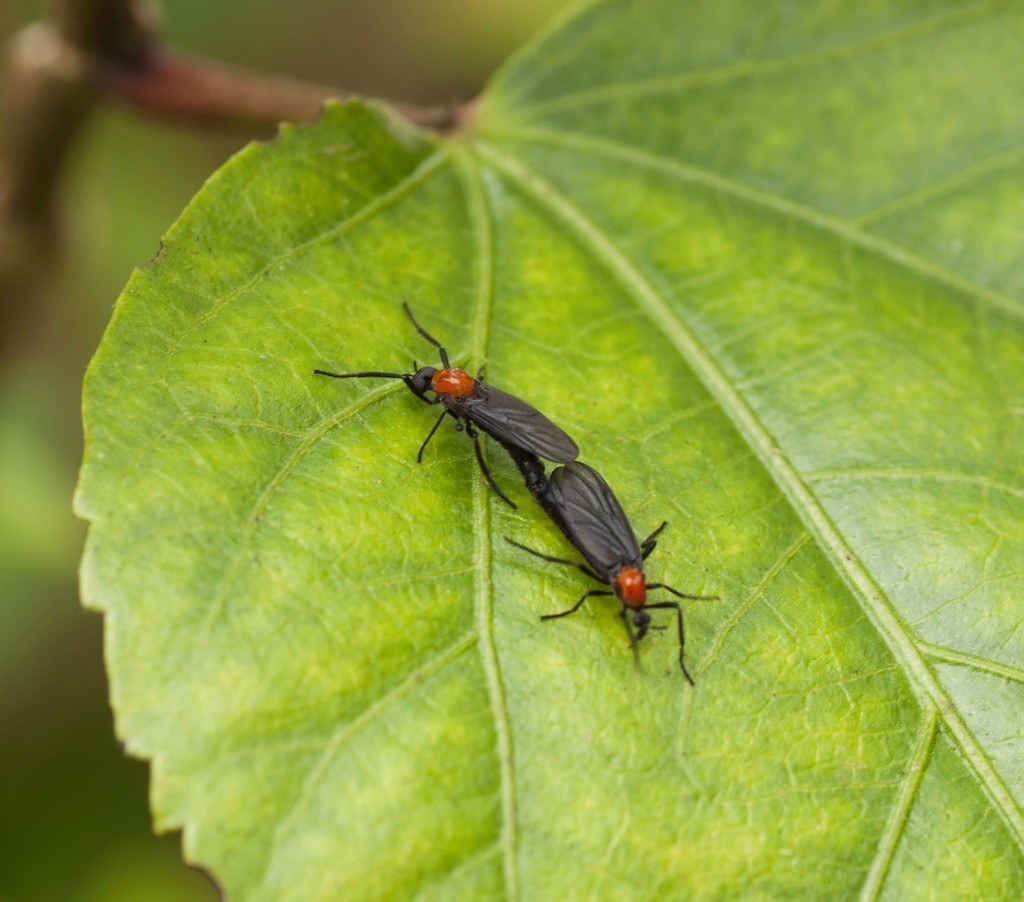 lovebug-control-and-treatments-for-the-home-yard-and-garden