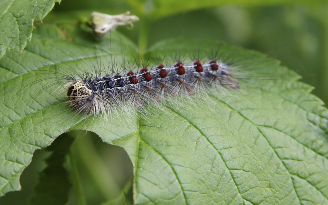 What Does Gypsy Moth Larvae Look Like