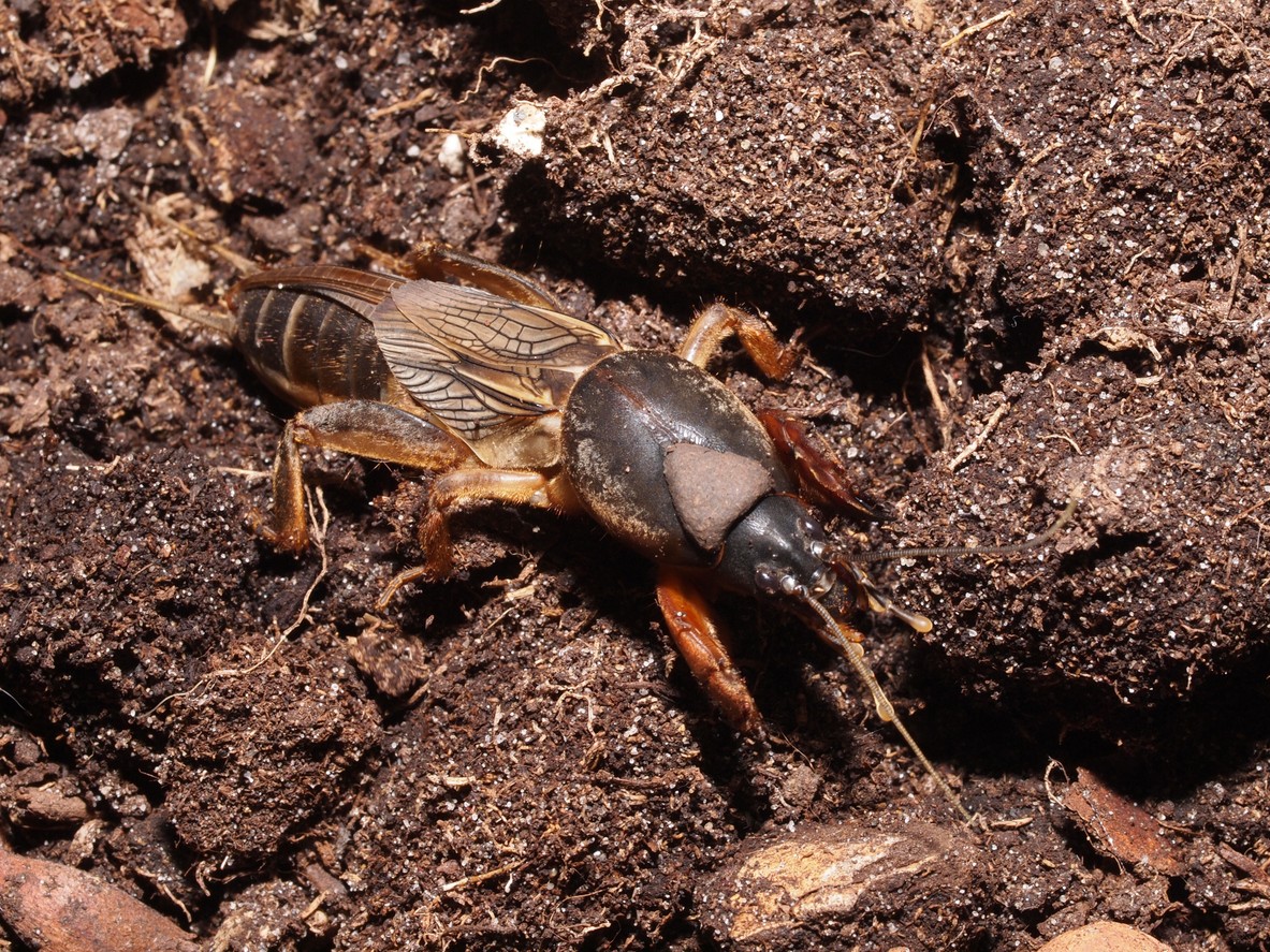 Mole Cricket Control And Treatments For The Yard And Garden