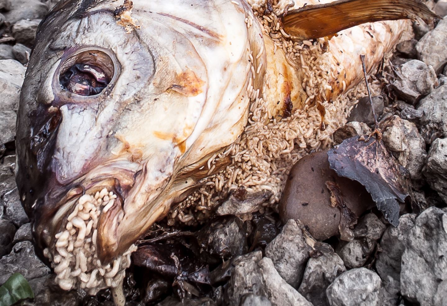 Maggots on dead fish