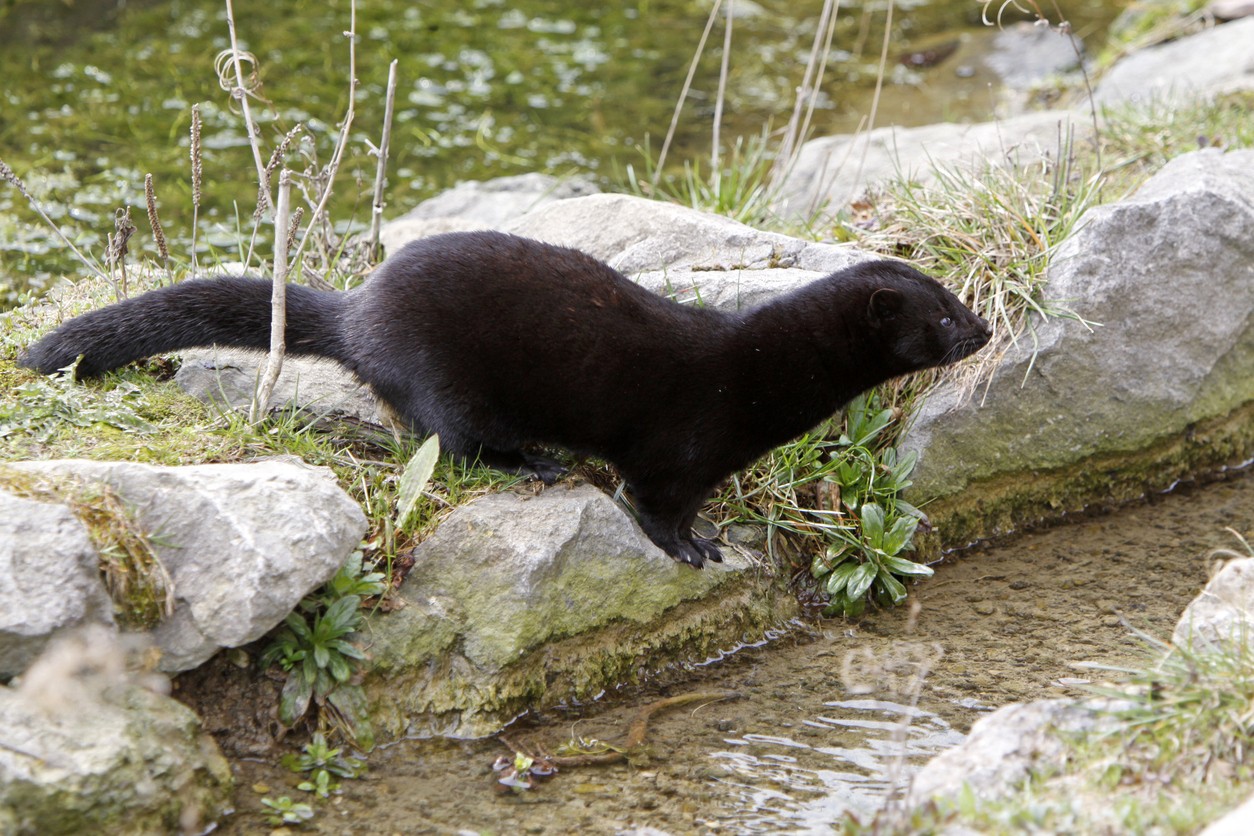 mink control, repellent and trapping for the home and yard