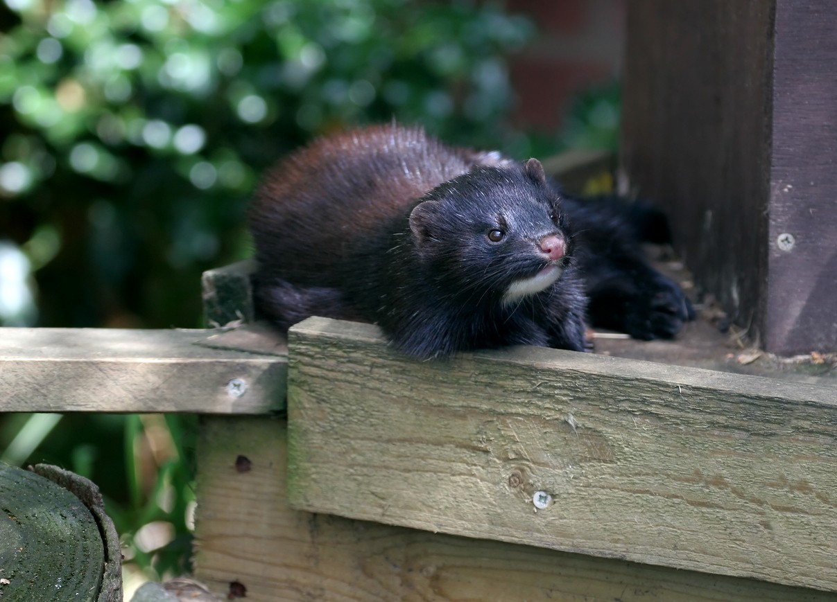 mink control, repellent and trapping for the home and yard